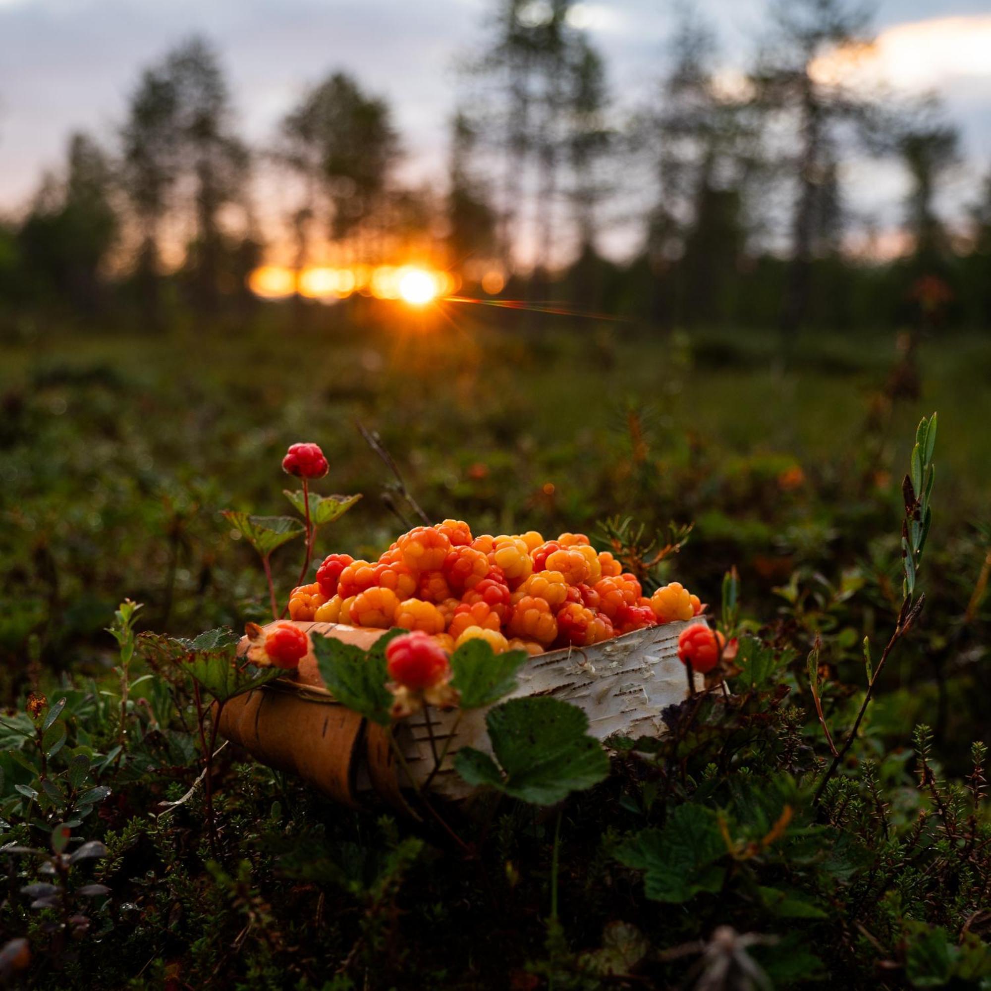Lapin Villa Hiisi Joen Rannalla Ranua Buitenkant foto